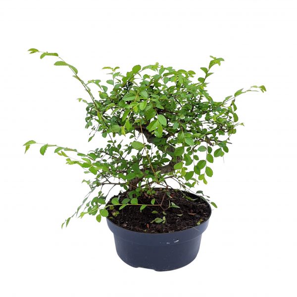 Bonsai ghiveci D 22