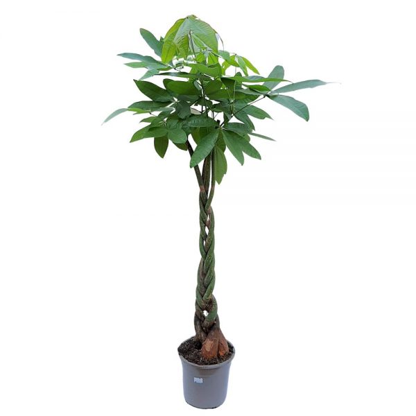 Pachira Aquatica Extra