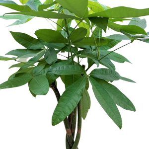 Pachira Extra
