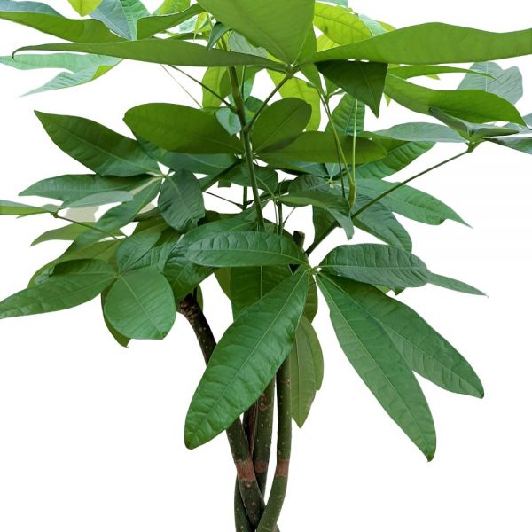 Pachira Extra