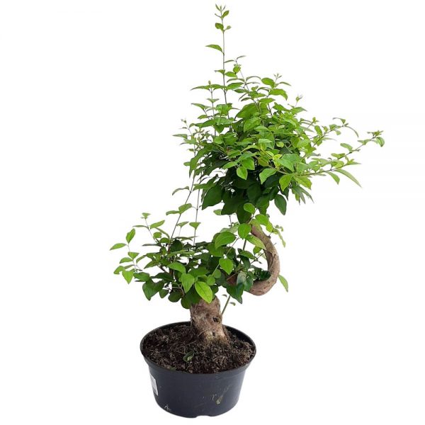 Bonsai ghiveci D 22