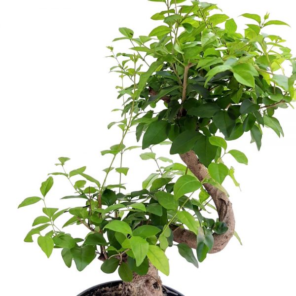 Bonsai ghiveci D 22