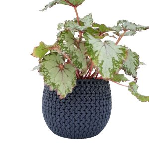 Ghiveci bol Prosperplast Splofy - Antracit 18 cm