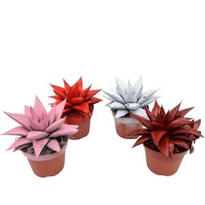 Echeveria Color