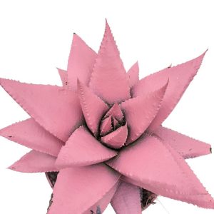 Echeveria Color