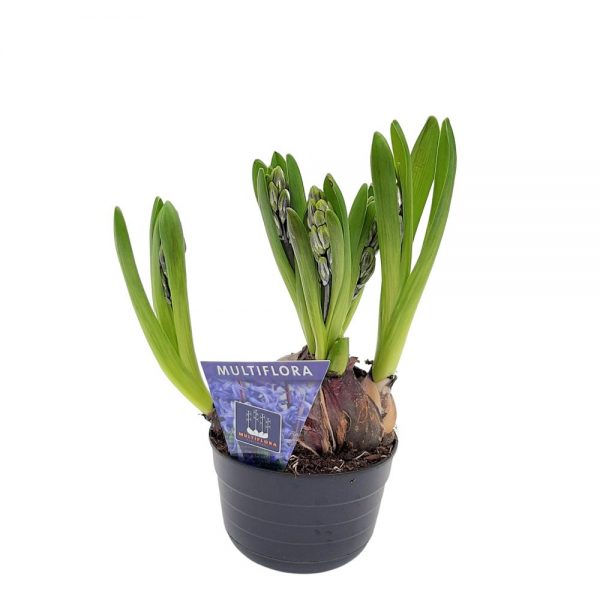 Zambile Multiflora - Hyacinthus