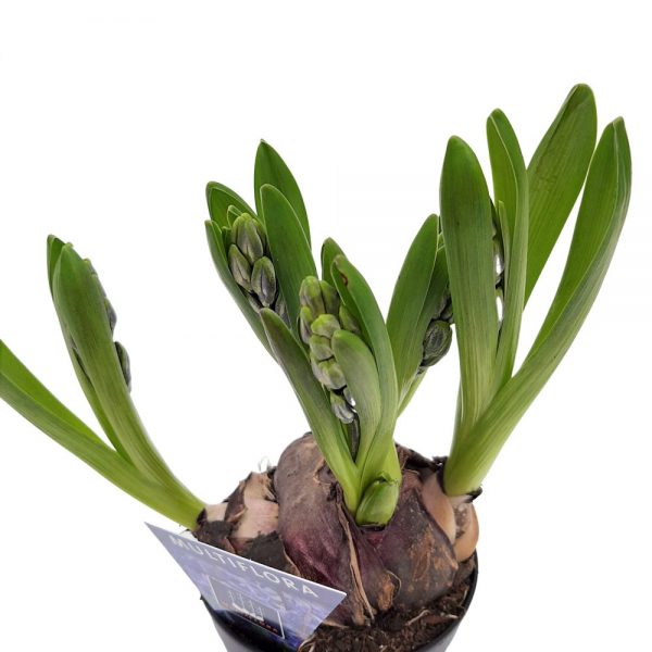 Zambile Multiflora - Hyacinthus