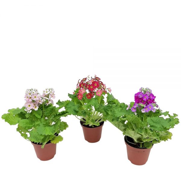 Primula malacoides