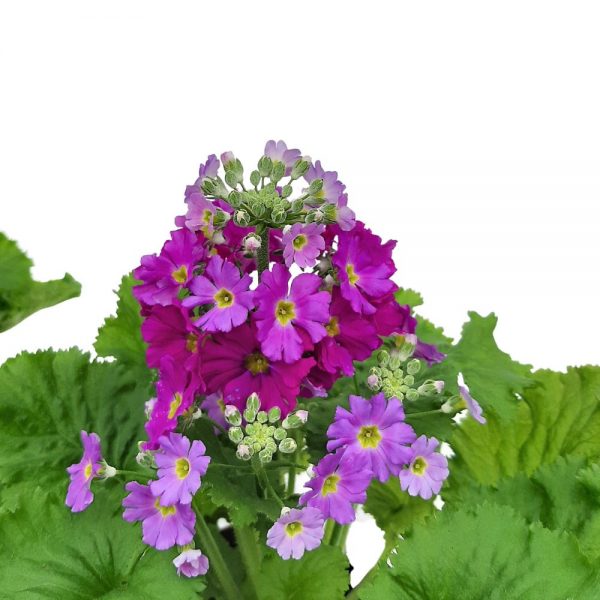 Primula malacoides