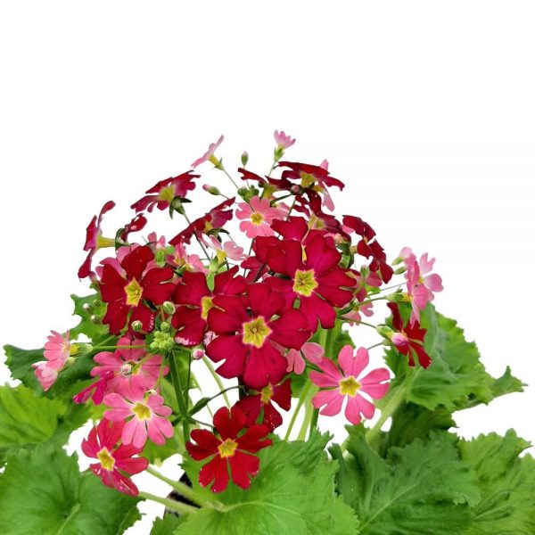 Primula malacoides