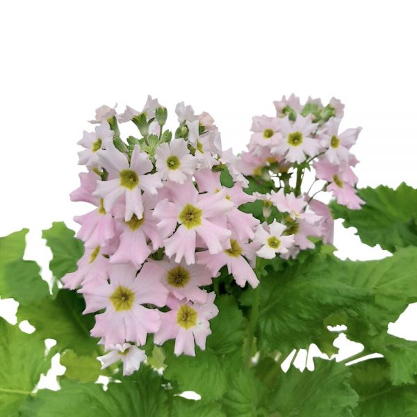 Primula malacoides