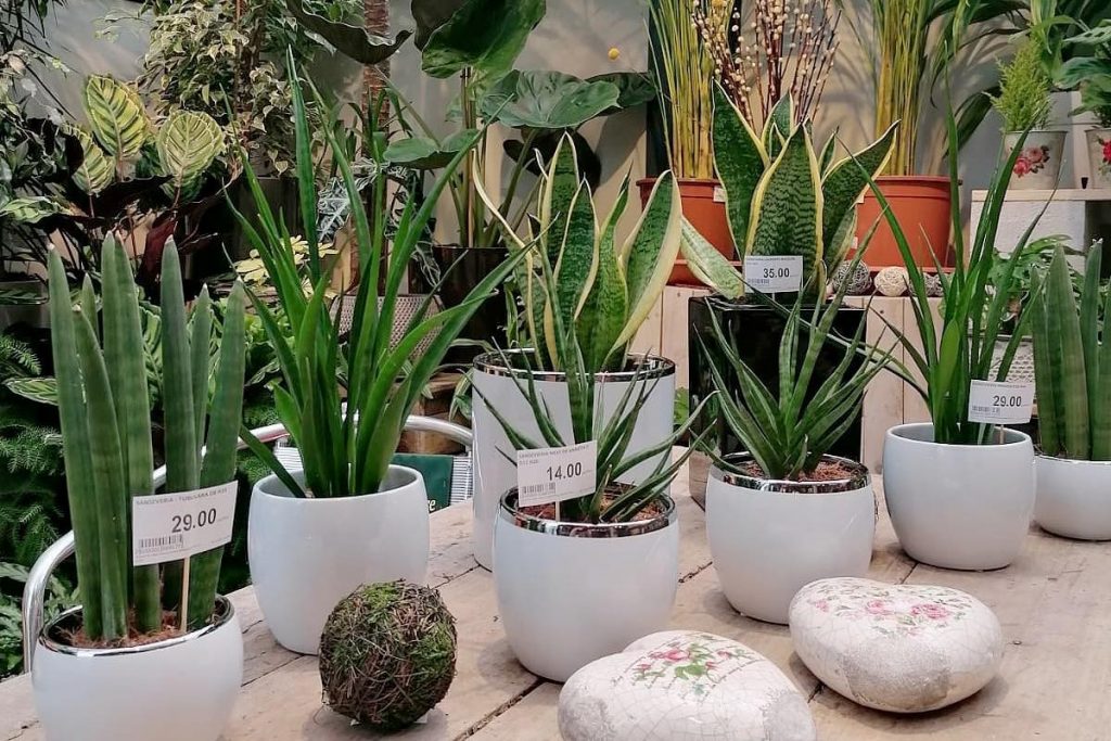 sansevieria 3