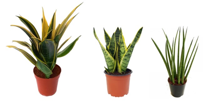 sansevieria 4
