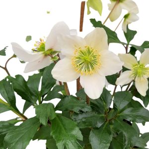 Helleborus - Spanz de primvara