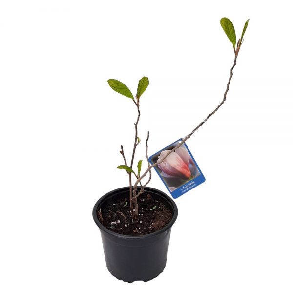 Magnolia soulangeana mica Productie Romania