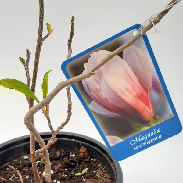 Magnolia soulangeana mica Productie Romania