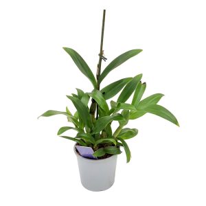 Dendrobium - Orhidee fara floare