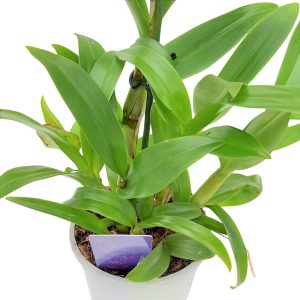 Dendrobium - Orhidee fara floare