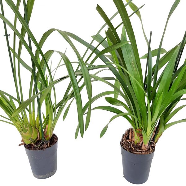 Cymbidium- Orhidee fara floare