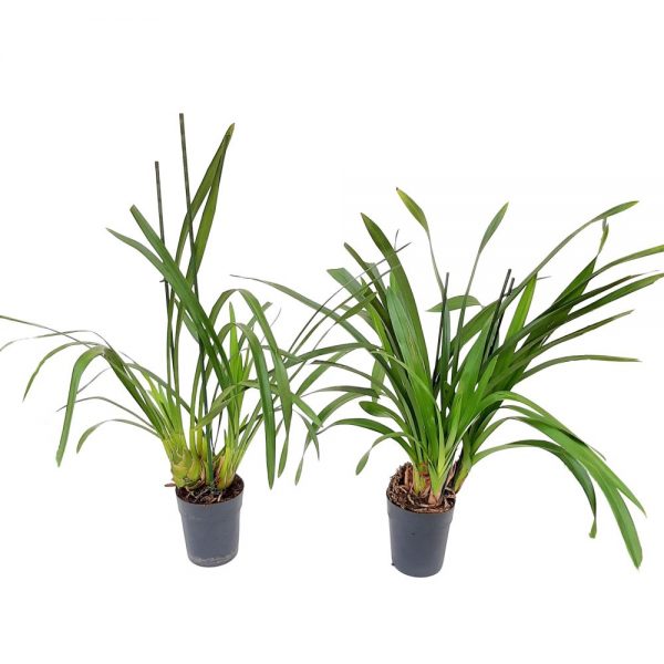 Cymbidium- Orhidee fara floare