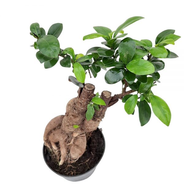 Bonsai Ficus Ginseng in ghiveci de plastic