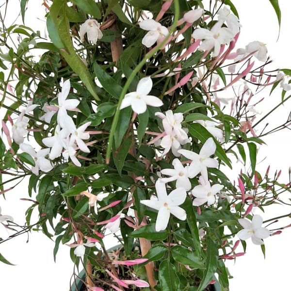 Jasminum -Iasomie Piramida - Grecia