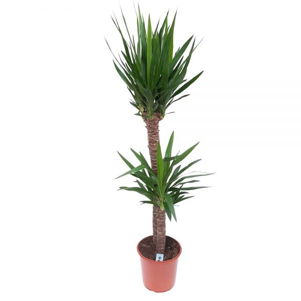 YUCCA 2 TULPINI D24