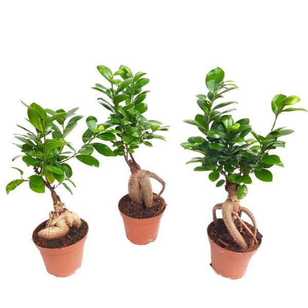 Bonsai Ficus Ginseng in ghiveci de plastic