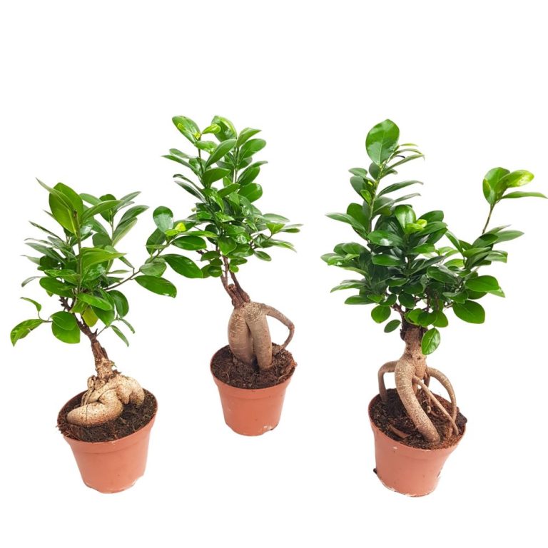 Bonsai Ficus Ginseng in ghiveci de plastic