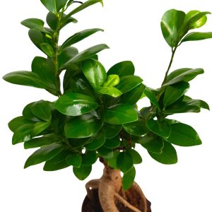 Bonsai Ficus Ginseng in ghiveci de plastic