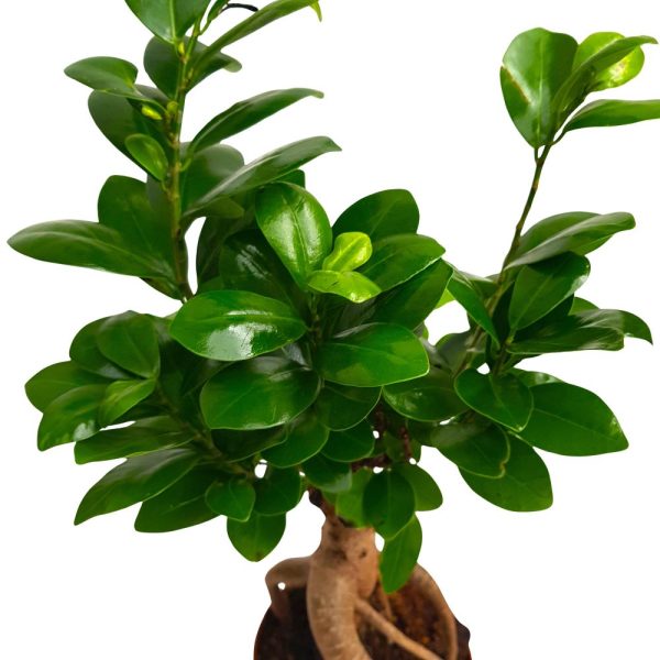 Bonsai Ficus Ginseng in ghiveci de plastic