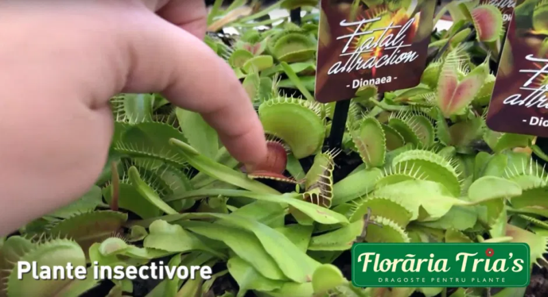 plante carnivore