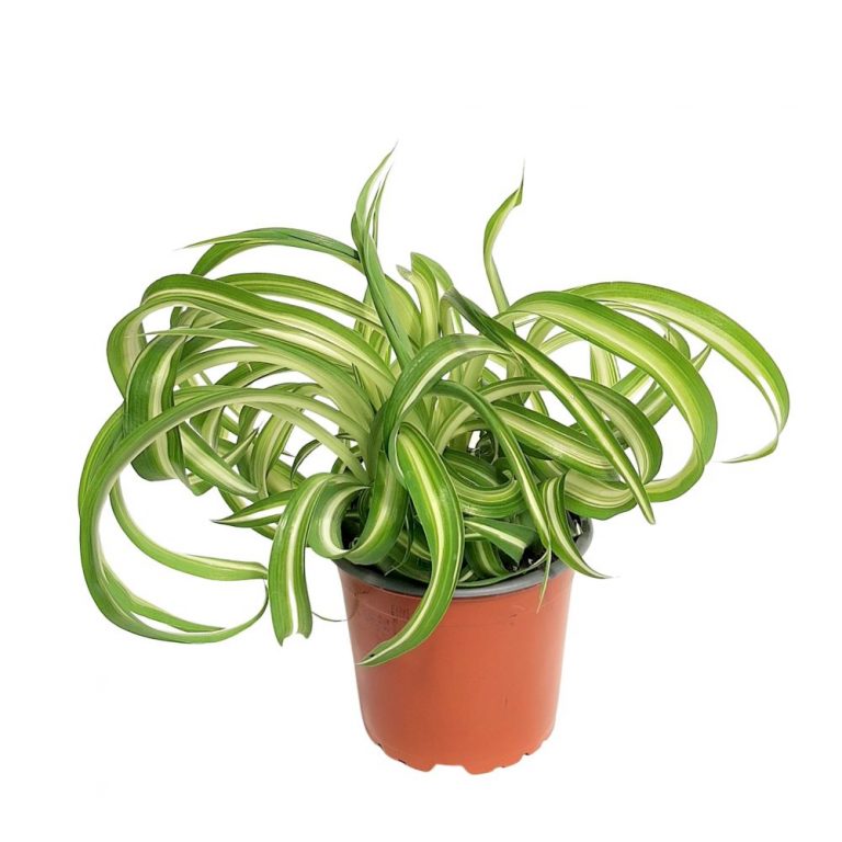 Chlorophitum Bonnie