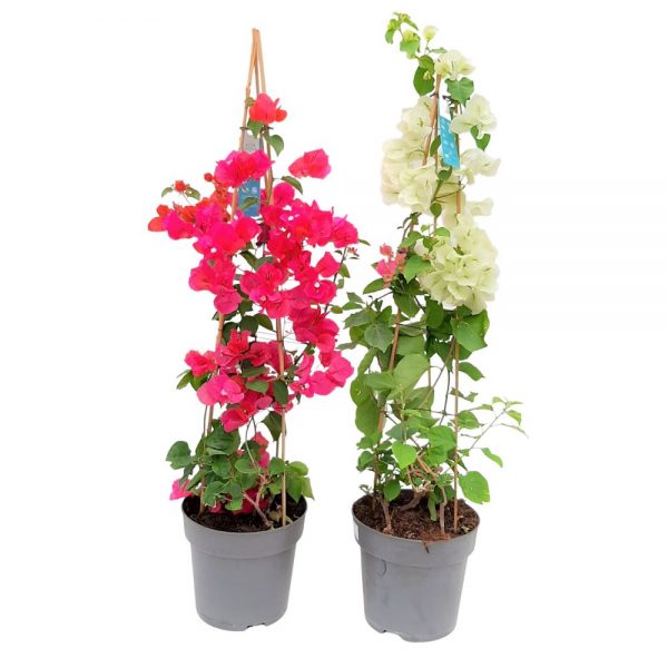 Bougainvillea Dania -Floare de hartie D 21
