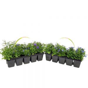 Rasaduri Lobelia