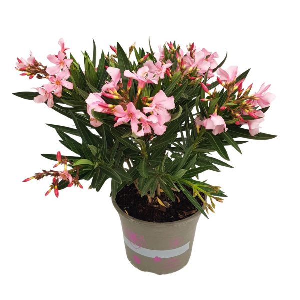 Leandru - Nerium oleander
