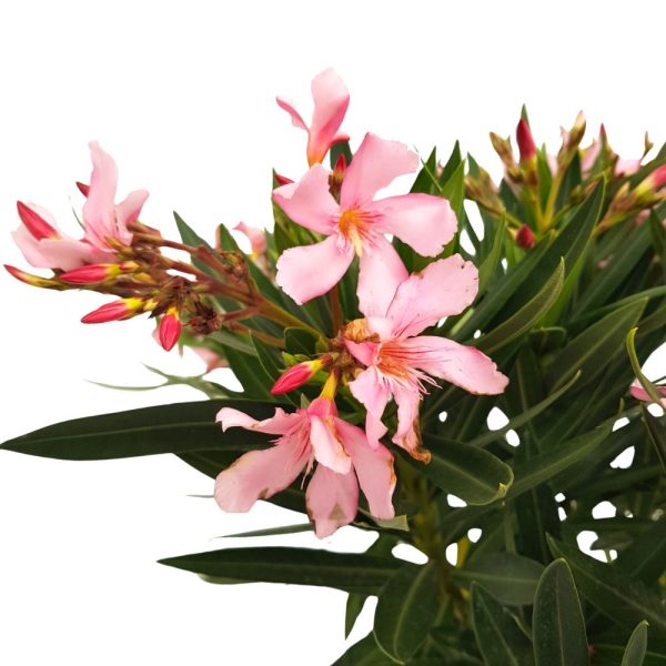 Leandru - Nerium oleander