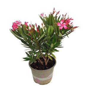 Leandru - Nerium oleander