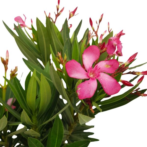 Leandru - Nerium oleander