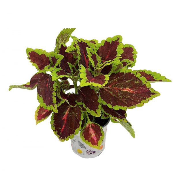 Coleus-Urzicuta D 12