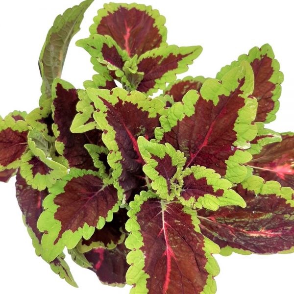 Coleus-Urzicuta D 12