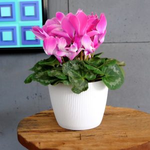 Ghiveci Lamela Magnolia Jumper  -Gri Deschis 14 cm - imagine 4