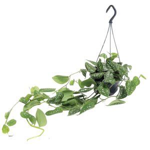 Scindapsus Trebie Bol