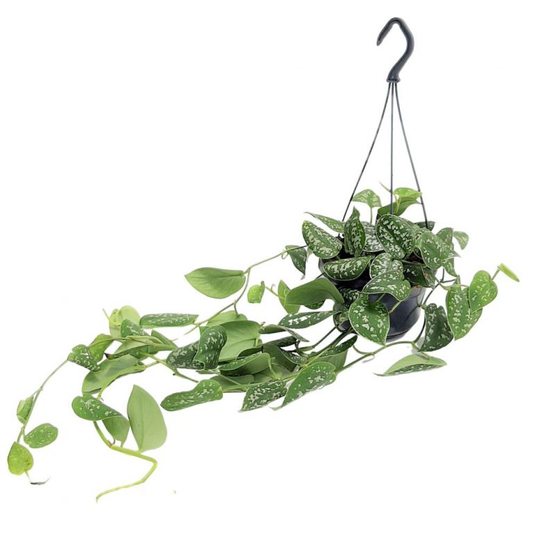 Scindapsus Trebie Bol