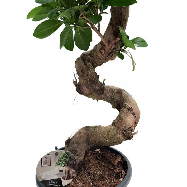 Bonsai Ficus Ginseng D 23