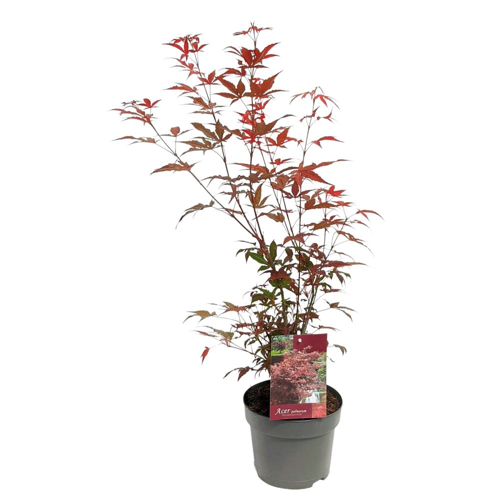 Acer palmatum arbust Extra Acer palmatum arbust Extra