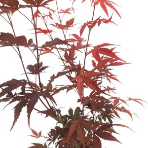 Acer palmatum arbust Extra