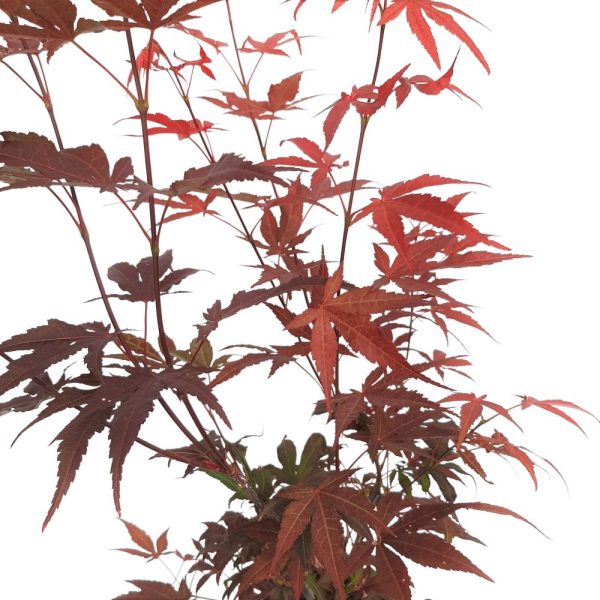 Acer palmatum arbust Extra