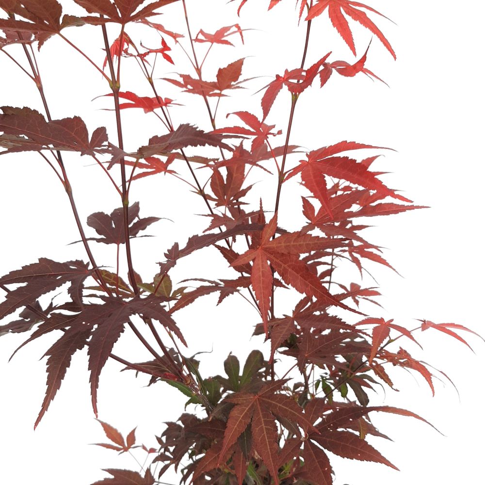 Acer palmatum arbust Extra Acer palmatum arbust Extra