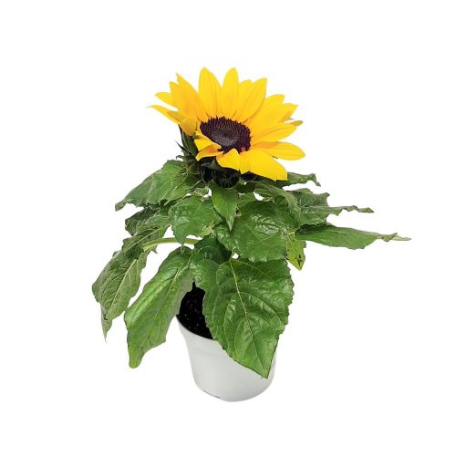Helianthus-Floarea Soarelui mica